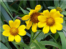 Nodding Bur-Marigold <i> Bidens cernua</i> Flower